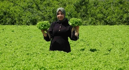 Erzincan’da marul hasadı başladı
