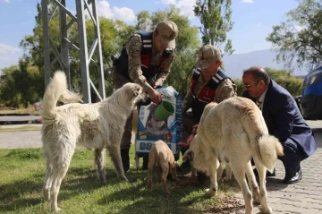 Erzincan’da sokak hayvanlarına yönelik yemleme çalışması yapıldı
