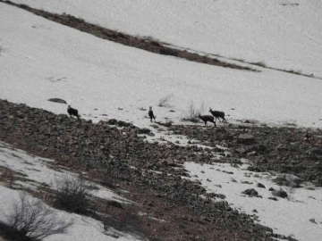 Erzincan’da, sürü halindeki şamualar görüntülendi
