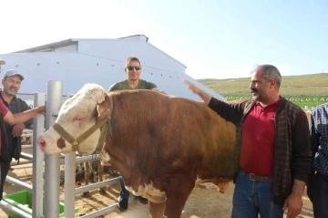 Erzurum Canlı Hayvan Pazarı’nın en ağır kurbanlığı Şahin’in fiyatı tam 65 bin lira
