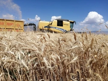 Erzurum’da buğday yüzde yüz artış gösteriyor beklenen hasat yaklaşık 300 bin ton
