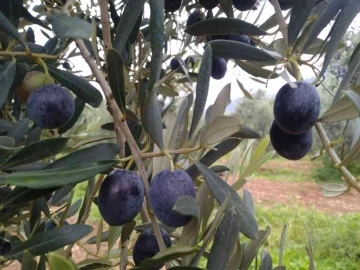 Eskişehir’de zeytin hasadı başladı
