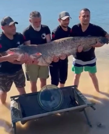Eskişehirde 1,68 metre boyunda 48 kilogram ağırlığında yayın balığı yakaladı
