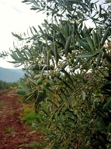 Eskişehirli çiftçiler zeytinde 5 ton rekolte bekliyor
