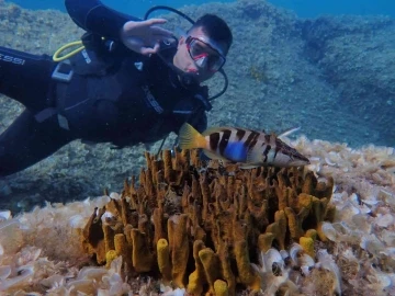 Eskişehirli dalgıçlardan mükemmel deniz altı manzaraları
