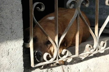 Evin bodrumunda mahsur kalan köpek itfaiye ekiplerince kurtarıldı
