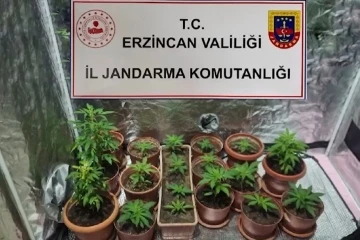 Evinde Hint keneviri yetiştiren 1 kişi gözaltına alındı
