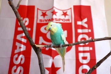 Fanatik muhabbet kuşu “O kupa Sivas’a geldi “

