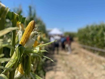 Farklı şehirlerden gelen çiftçiler, tarlada yetişen mısırları inceledi
