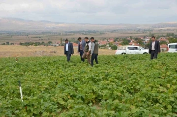 Fasulye hasadı bu yıl 16 bin ton olarak gerçekleşti
