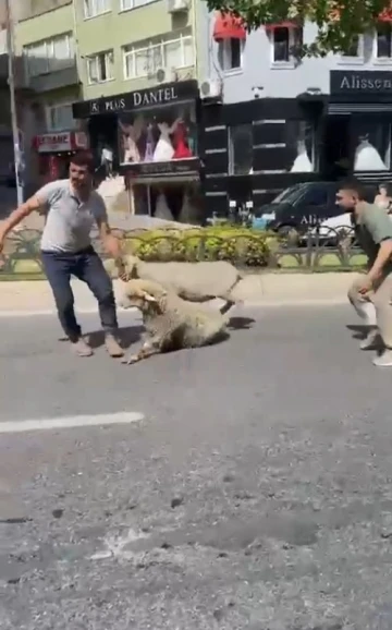 Fatih’te kaçan kurbanlık koyunlar yakalandı
