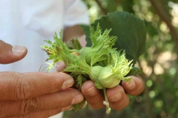 Fındık üreticisine ’erken hasat’ uyarısı: Zararı 240 milyon TL
