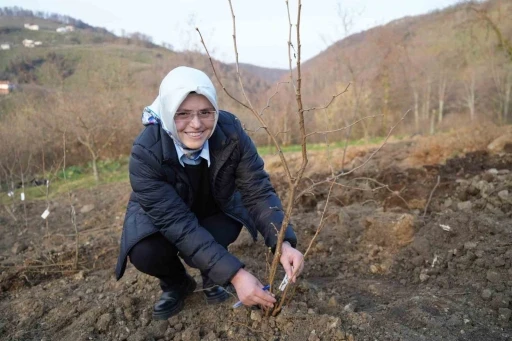 Fındık üreticisinin en büyük derdi tarih oluyor
