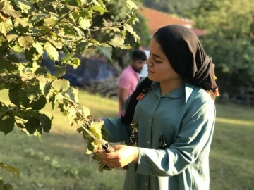 Fındık yevmiye ücreti 215 TL olarak açıklandı
