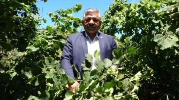 Fındıkta ’erken hasat’ uyarısı
