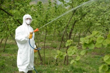 Fındıkta külleme mücadelesi başladı
