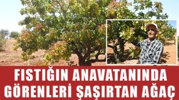 Fıstığın anavatanında görenleri şaşırtan ağaç