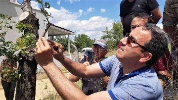 Fıstık kenti olma yolunda ilerleyen Karabük’te sakız ağaçları aşılanmaya başladı
