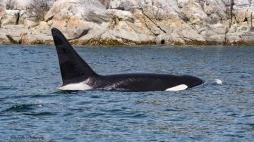 Fransa’dan katil balinaya ötenazi
