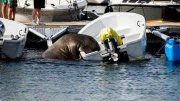 "Freya" adlı 600 kilogramlık mors Norveç'te sahil kasabasını birbirine kattı