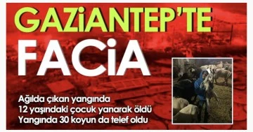 Gaziantep facia! Yangında 30 koyun da telef oldu