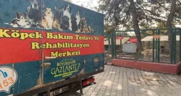 Gaziantep hayvan barınağı depremzede hayvanları sahipleniyor