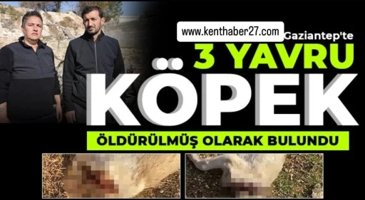 Gaziantep’te 3 Yavru Köpek Başları Kesilerek Öldürülmüş Halde Bulundu