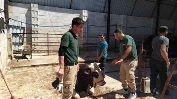 Gaziantep’te bayramda kaçan 20 kurbanlık yakalandı
