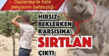 Gaziantep'te Fıstık bekçisinin talihsizliği: Hırsız Sırtlan çıktı 