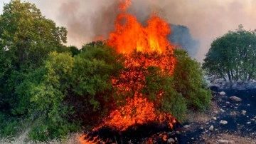 Gaziantep'te fıstık ve zeytin bahçelerinde yangın! Çok sayıda ekip müdahale ediyor