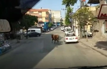 Gaziantep’te Kaçan danayı kurban yakalama timi yakaladı