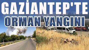 Gaziantep'te orman yangını