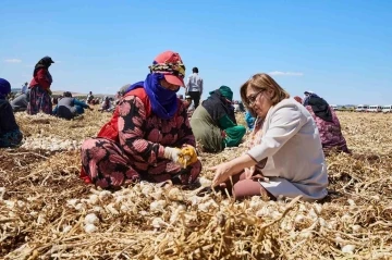 Gaziantep’te &quot;Haydi Tarladan Sofraya&quot; projesi ile çiftçi ile tüketici buluşturulacak
