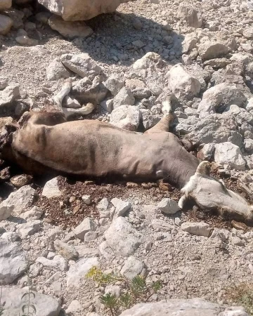 Gazipaşa’da yaylada inek ve buzağısı kurtlar tarafından telef edildi
