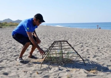 Gazipaşa sahilindeki kum zambaklarına metal kafesli koruma