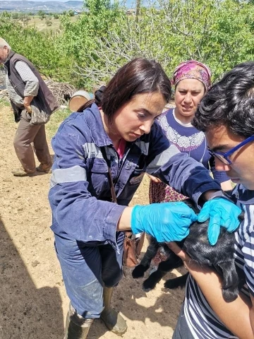 Gediz’de İlçe Tarım ve Orman Müdürlüğü ekiplerinden aşılama ve küpeleme çalışmaları
