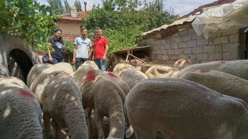 Gediz’de Lacaune ırkı koyun yetiştiriciliği
