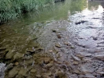 Gediz nehrinde balık ölümleri endişelendiriyor
