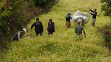 Gercüş’te asırlardır orakla pirinç hasadı yapılıyor
