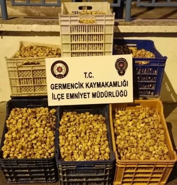 Germencik’te 450 kilogram incir çalan şüpheliler yakalandı
