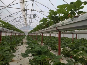 Giresun’da topraksız tarımda ilk çilek hasadı başladı
