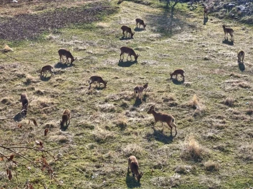 Görenler çobansız sürü sanıyor: Dağ keçileri ilçe merkezine yerleşti
