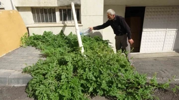 Görenler gözlerine inanamadı, karpuz yetiştirilmeyen Sivas’ta betonda karpuz yetişti
