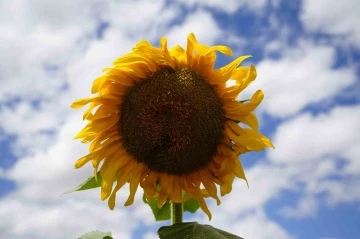 Gümüşhaneli çiftçiler ilk kez ekimini gerçekleştirdikleri ayçiçeklerinden umutlu
