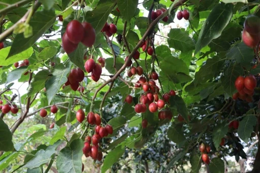 Güney Amerikalı ‘Tamarillo’ Rize’de ‘Ağaç domatesi’ oldu
