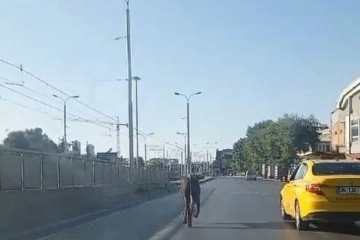 Güngören’de kaçan kurbanlık trafikte zor anlar yaşattı