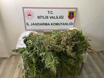 Güroymak’ta 153 kök kenevir ve 4 kilo esrar ele geçirildi
