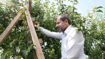 Gürsu armudunu faydalı böcekler koruyor
