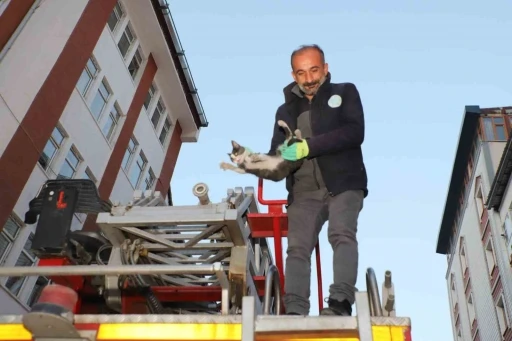 Hakkari’de 4 katlı binada mahsur kalan yavru kedi kurtarıldı
