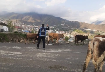 Hakkari’de başıboş hayvanlarla mücadele
